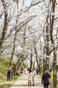 테미공원 벚꽃:10번째 이미지