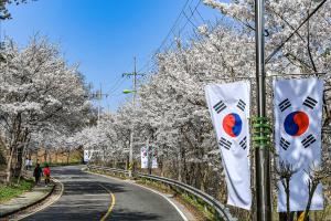 대전보훈공원 벚꽃길:2번째 이미지