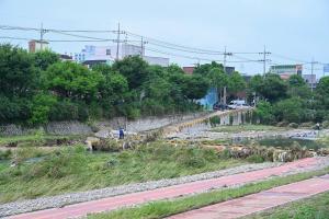 장마철 폭우피해 현장(문창교 주변):2번째 이미지