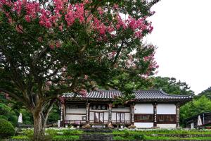 여경암(배롱나무):2번째 이미지