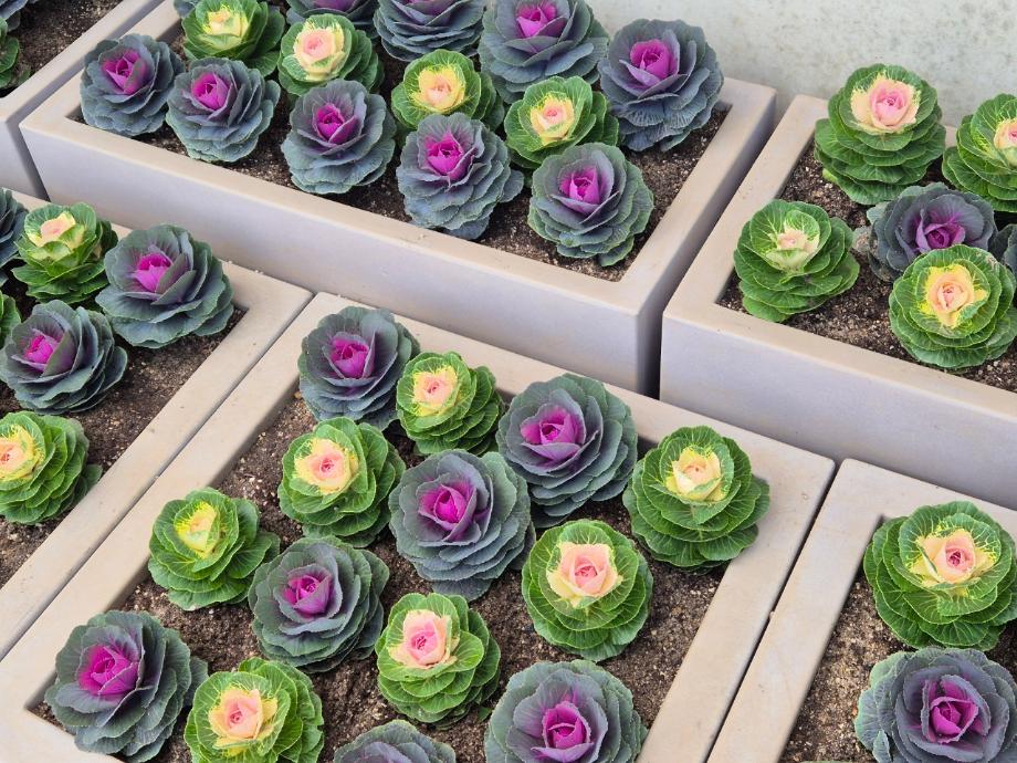 꽃양배추 이미지