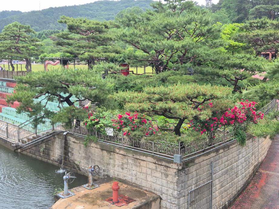 장미 이미지