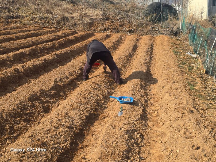 용두동, 마을공동체 텃밭 관리(감자-파종) 이미지