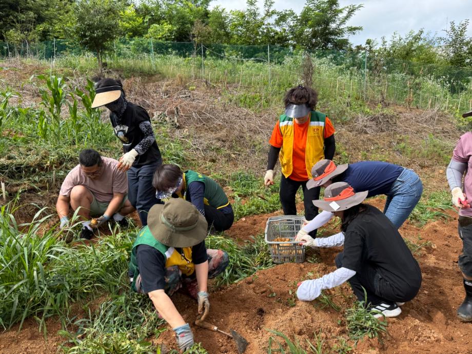 용두동 자원봉사협의회, 마을공동체텃밭 감자 수확 및 나눔 이미지