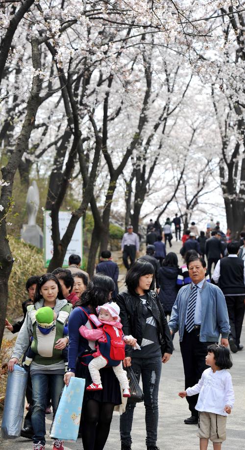 제12회 테미공원 봄꽃축제 성료 이미지