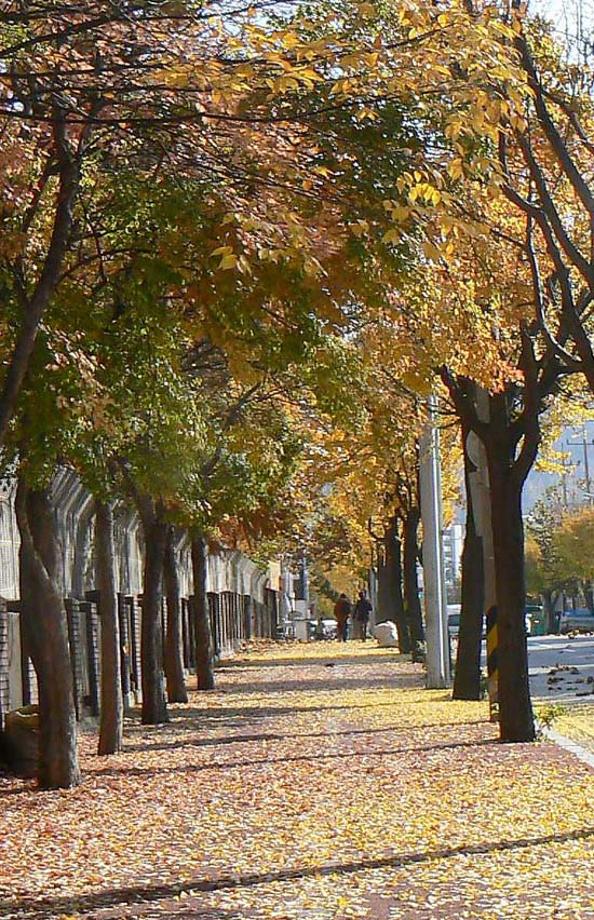 2010년 대흥동의 가을풍경(낙엽거리) 이미지