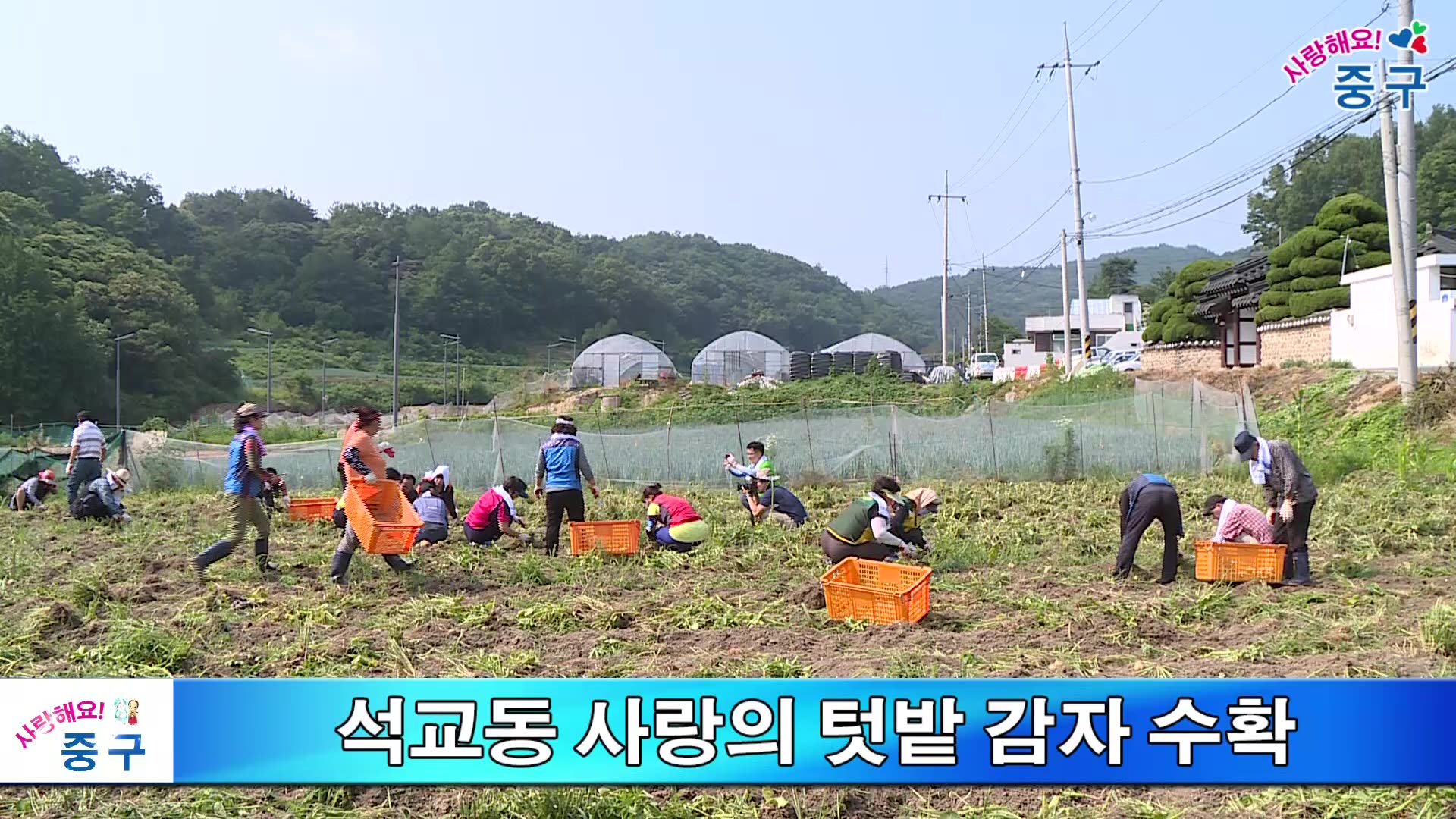 석교동 사랑의 텃밭 감자 수확 이미지