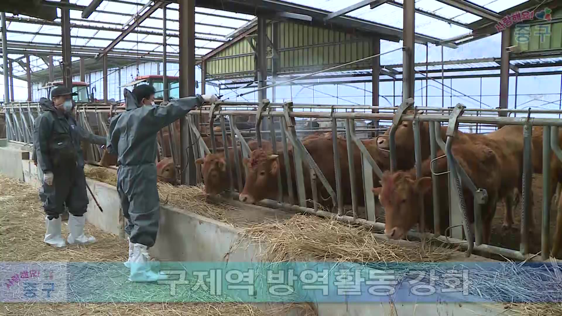 구제역 방역활동 강화 이미지