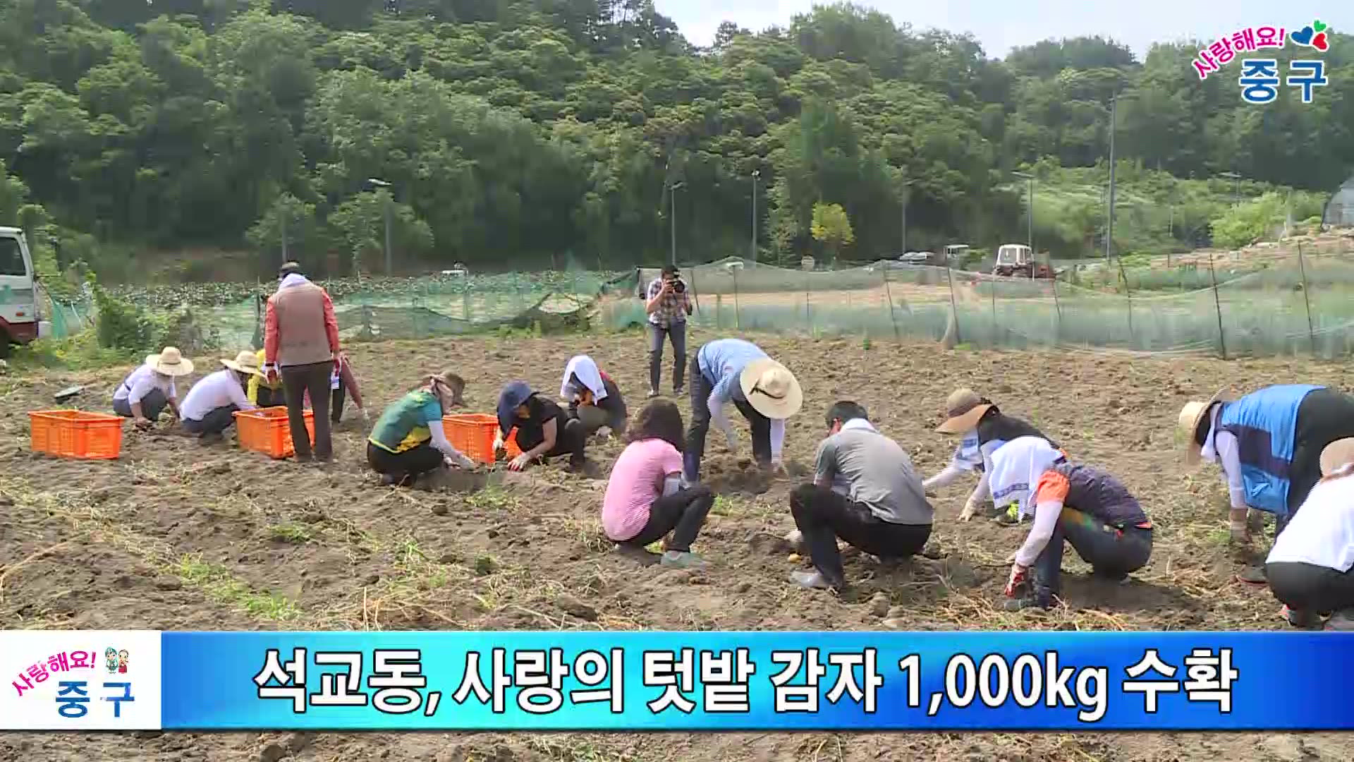 석교동 사랑의 텃밭 감자수확 이미지