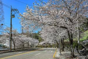 보문산 벚꽃길